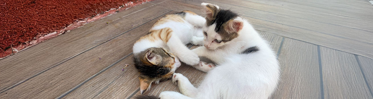 FeLV spreading from adult cats