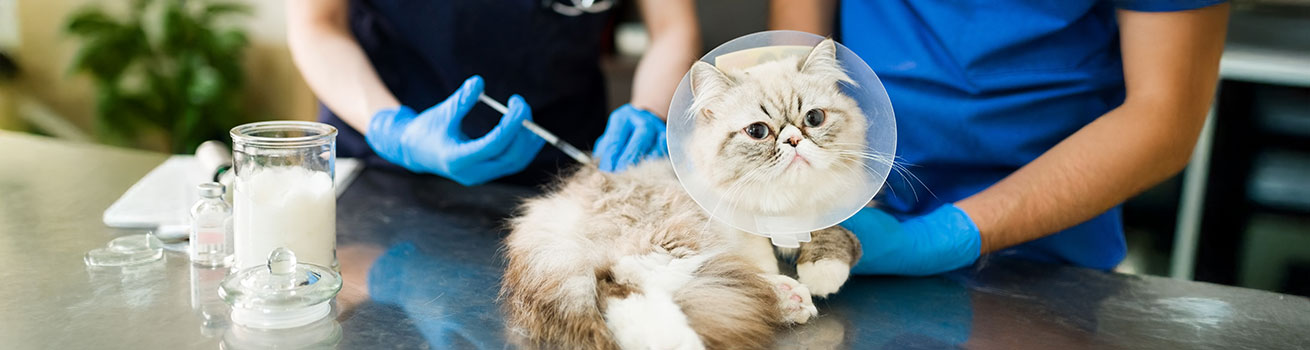 Preventative care with veterinary medicine