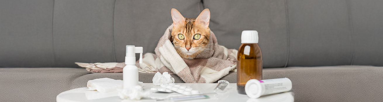 Safeguarding cats against FeLV and FIV