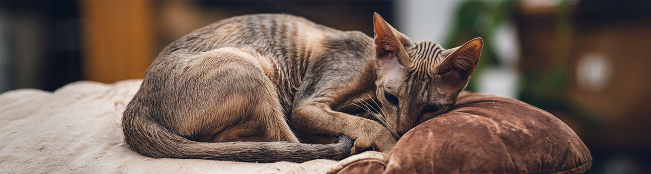 Image showcasing Kidney Disease in Cats: Causes, Symptoms, and Care Tips