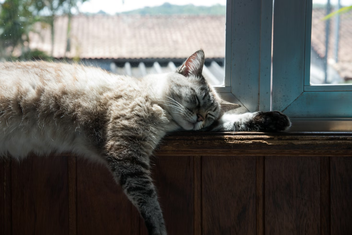 Common Causes of Weight Gain in Cats