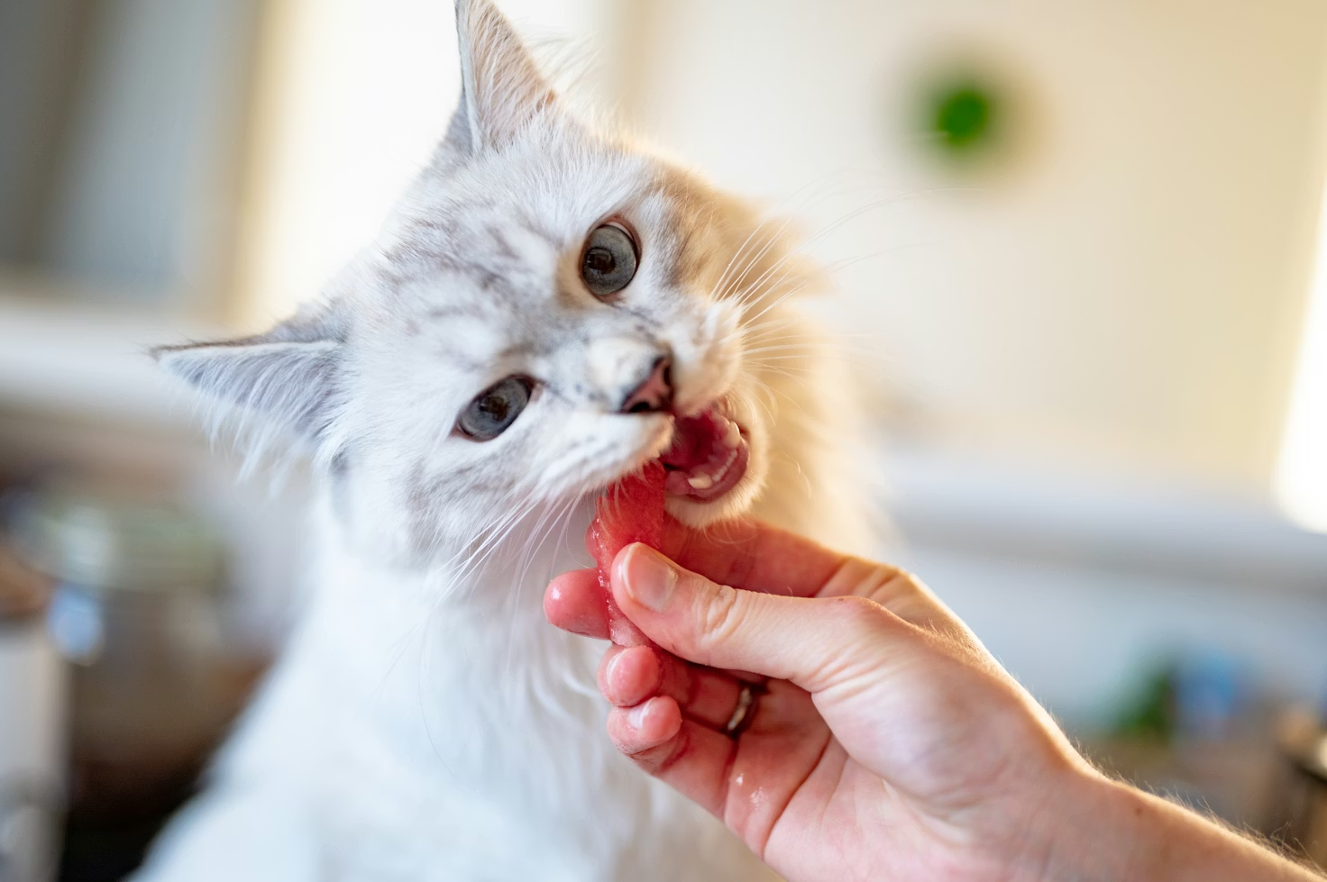 Healthy Feeding Guidelines for Cat Obesity