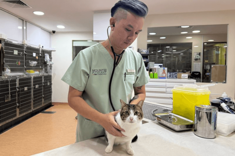 Hougang Vet - Mount Pleasant Gelenggeng