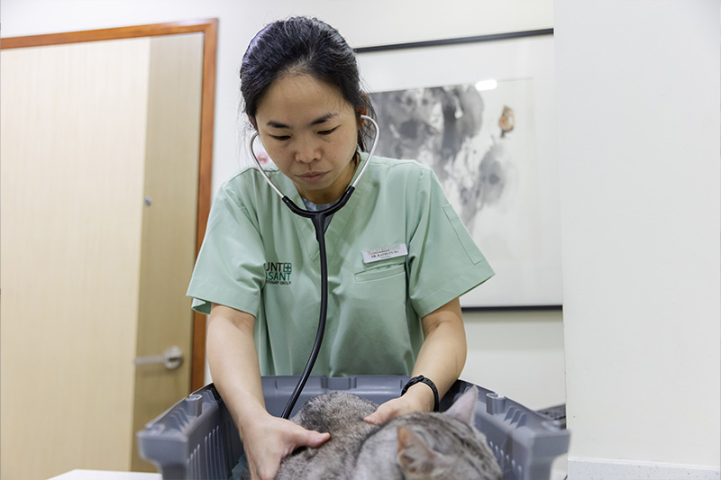 Hougang Vet - Pet wellness & Pet Care