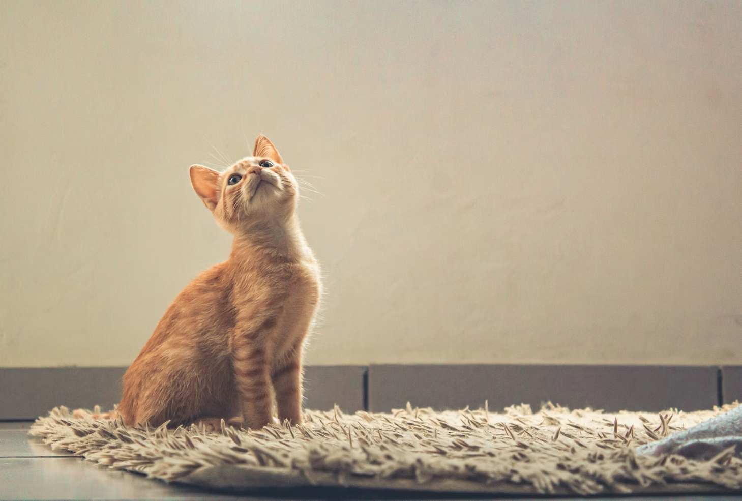 Keeping Your Cat at a Healthy Weight for Life