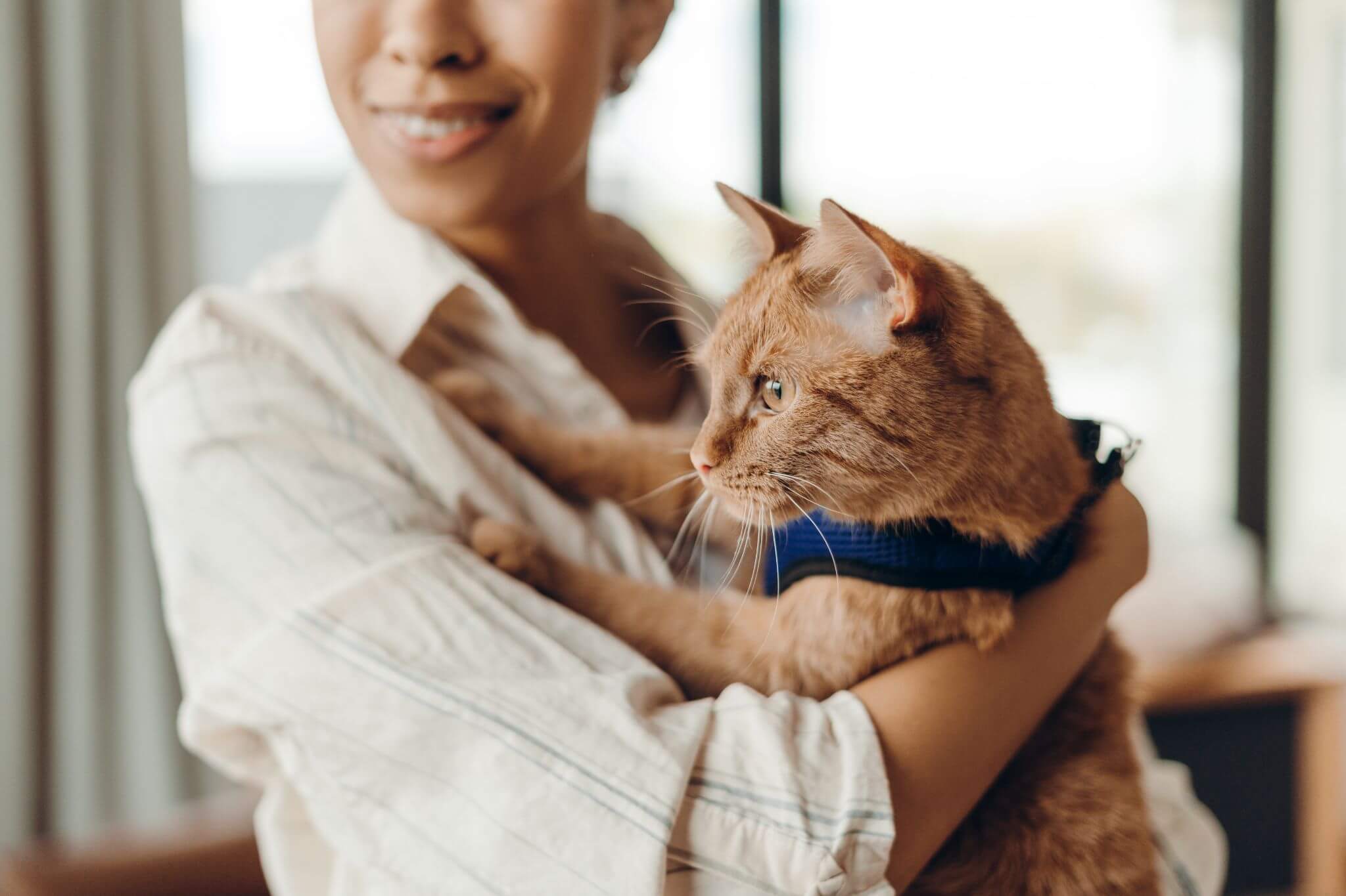 Microchip Cat Benefit