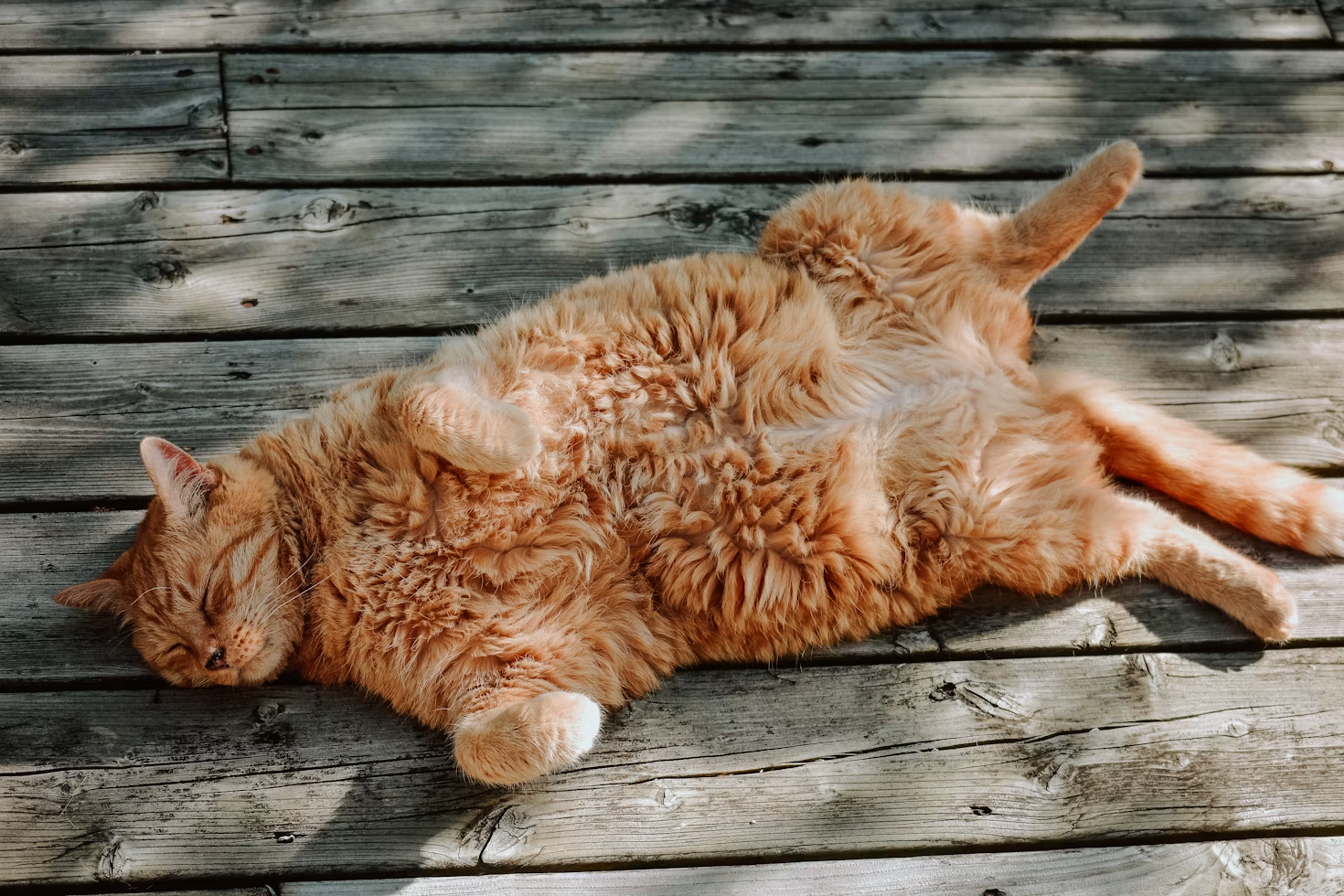 Safe Weight Management for Overweight Cats
