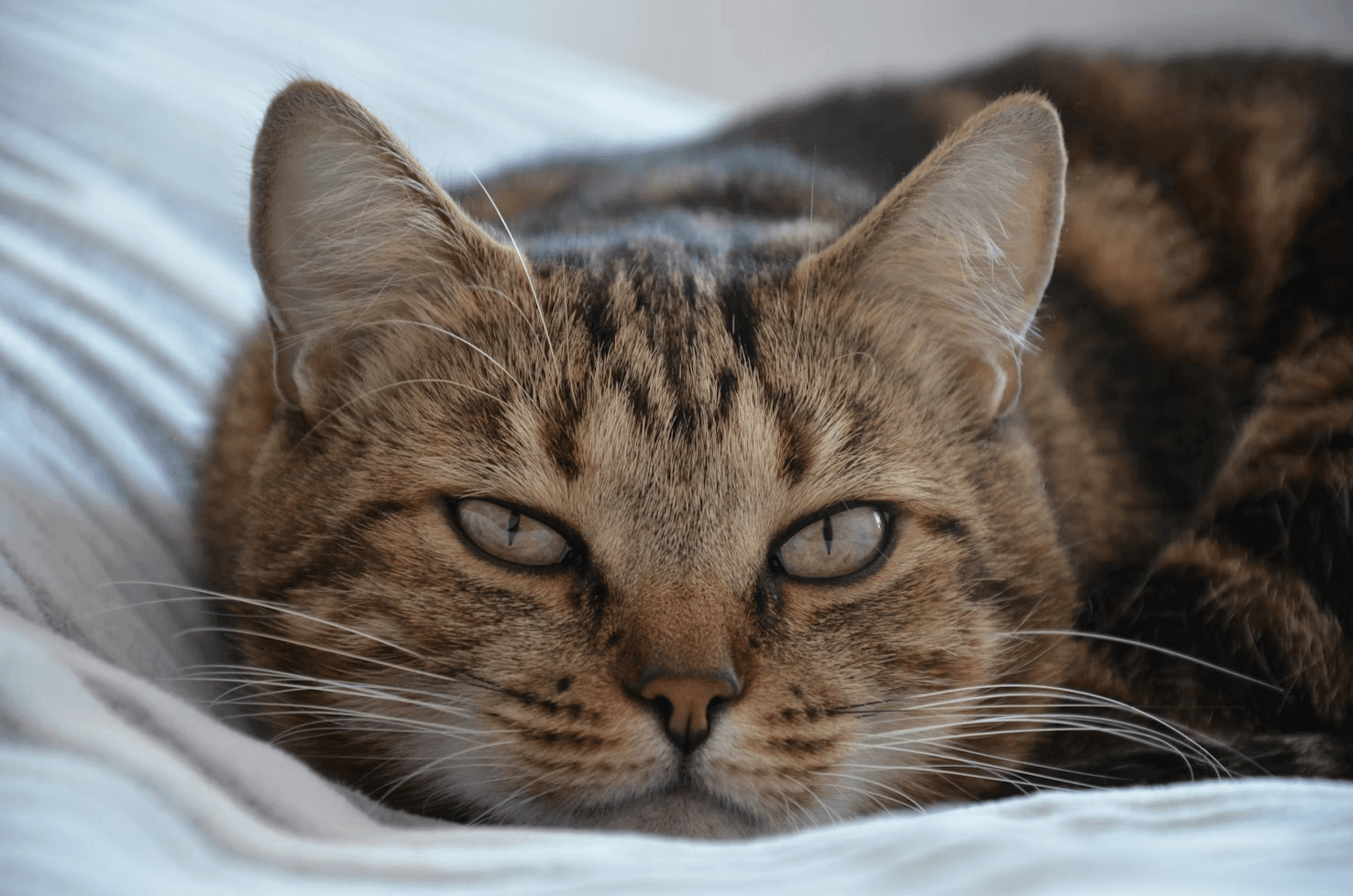 Understanding and Assessing Obesity in Cats