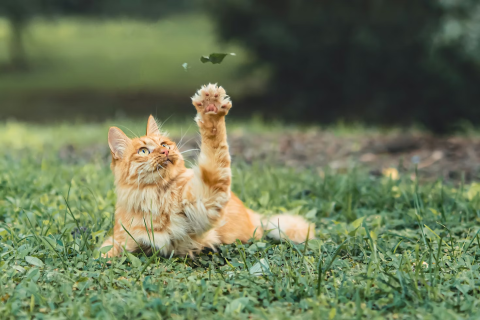 Cat Obesity - Encouraging Healthy Activity Levels